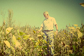 scientist in weedy soybeans