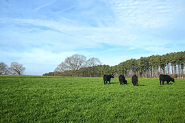 Cattle graze cover crops at the MAFES Coastal Plain Branch Experiment Station. 