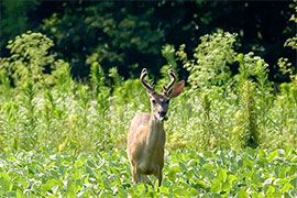 deer standing in soybean