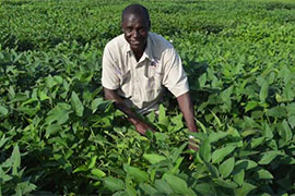 scientist in soybean field