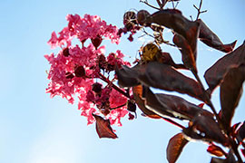 crape myrtle against blue sky