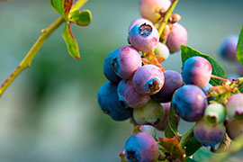 blueberry on the vine