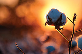 cotton boll at sunset