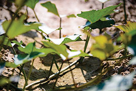 sweet potato vines