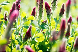 clover in the field