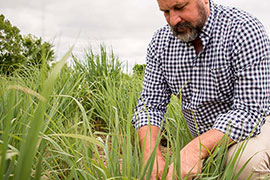 scientist looking over grass