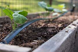 raised bed garden with vegetables