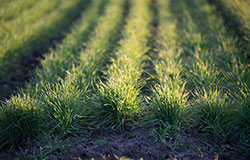 cereal rye in strip trial