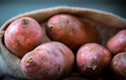 sweet potatoes in burlap sack