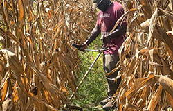 student harvests all of the corn plants in one meter of the row to test for nutrient concentration in the grain, cobs, and stalks.