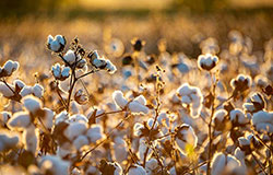 cotton in the field