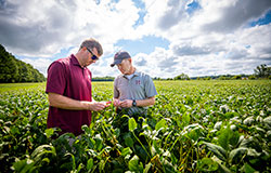 John Wallace, research associate II, and Dr. Mike Mulvaney, Edgar E. and Winifred B. Hartwig Endowed Chair in Soybean Agronomy, look at soybeans at the MAFES R. R. Foil Plant Science Research Center. (Photo by David Ammon)