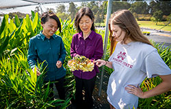 Tongyin Li, Guihong Bi, and Sage Smith look over some of the harvest of fresh herbs at the MAFES R. R. Foil Plant Science Research Center. (Photo by David Ammon)