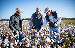 Drs. Brian Pieralisi, Daniel Chesser, and Wes Lowe in a cotton field at the MAFES R. R. Foil Plant Science Research Center. (Photo by David Ammon)