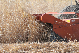 harvesting grass