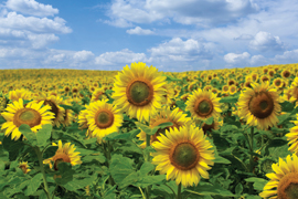 field of sunflowers against blue sky