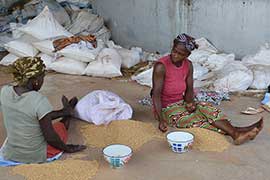 African farmers sorting soybeans