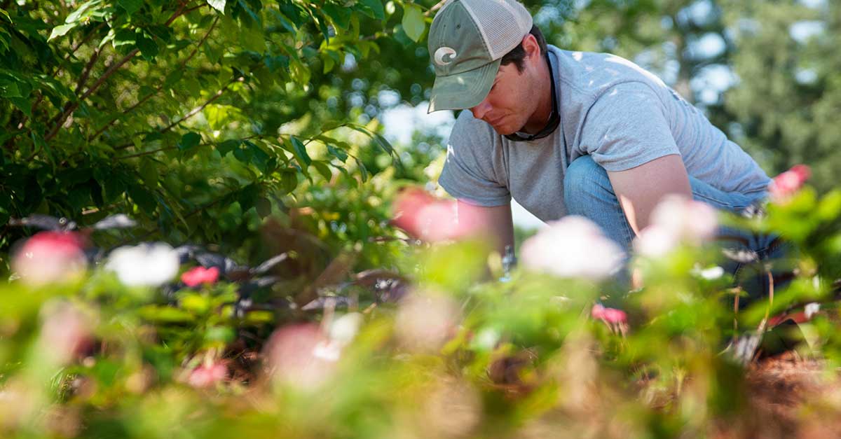 Floriculture and Ornamental Horticulture Plant and Soil Sciences