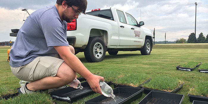 Student breeding turf grass