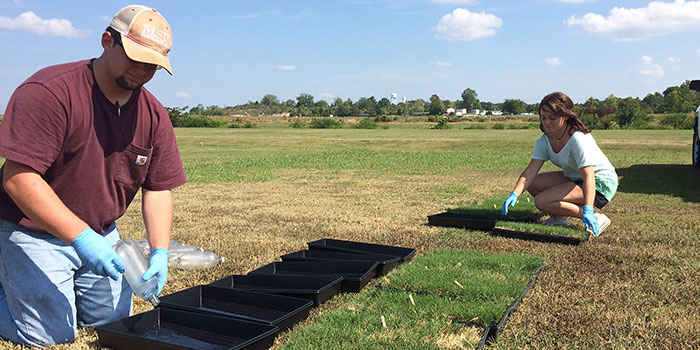 Students breeding turf grass